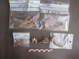 Ossements et dents de chien (Canis lupus f familiaris) ; © Conseil départemental des Vosges