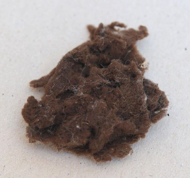 Fragment d’une éponge ou d’une algue