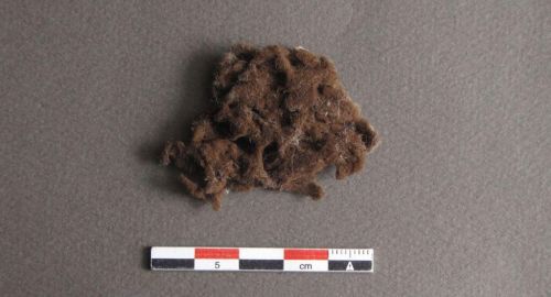 Fragment d’une éponge ou d’une algue ; © Conseil départemental des Vosges