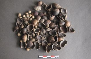Coquilles de noix (Juglans regia), de noisettes (Corylus avellana), noyaux de prunes, de cerises, etc ; © Conseil départemental des Vosges
