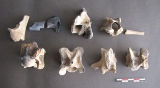 Ossements (vertèbres) de caprinés (Capra aegagrus f hircus et Ovis orientalis f aries) ; © Conseil départemental des Vosges