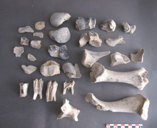 Ossements et dents de boeuf (Bos primigenius f taurus) ; © Conseil départemental des Vosges