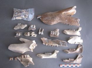 Ossements et dents de porc (Sus scrofa f domesticus) et de suiné (sanglier?) ; © Conseil départemental des Vosges
