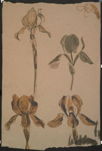 Etude d'iris (recto) ; Frise de feuilles avec lettrines (verso) ; © Illustria