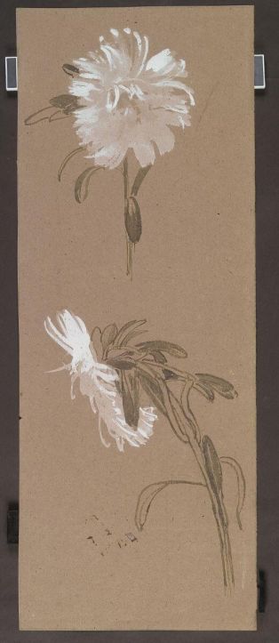 Etude de chrysanthèmes ; © Illustria