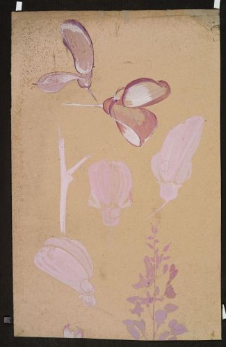 Etude florale (recto) ; Frise florale (verso) ; © Illustria