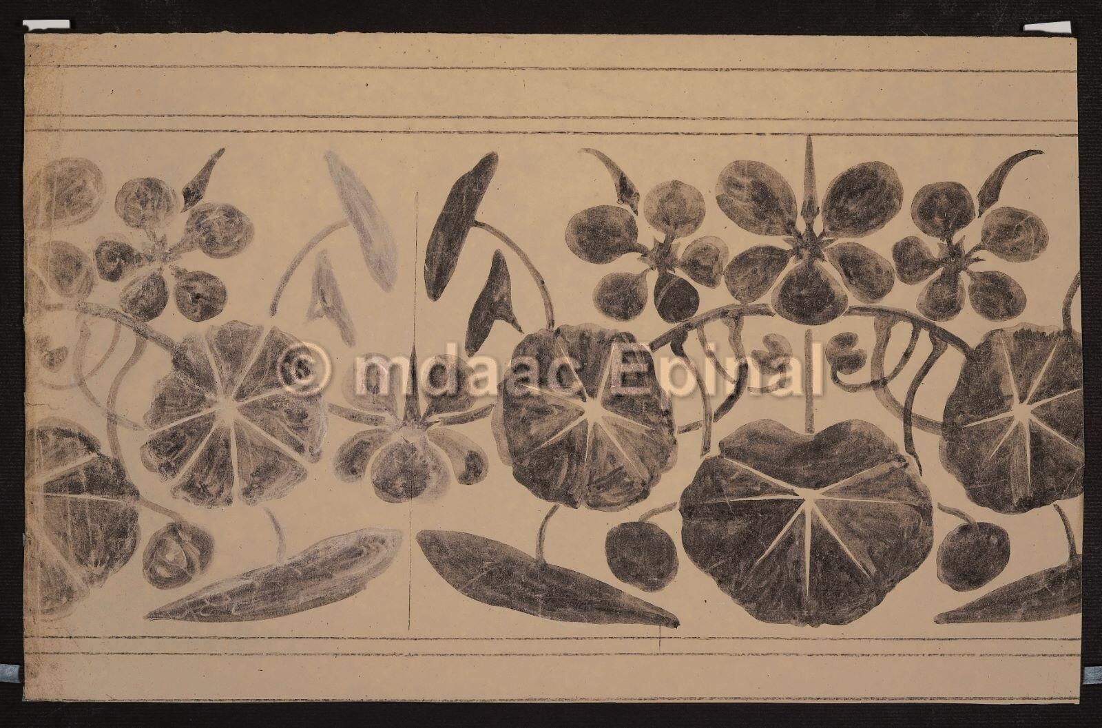 Etude florale (recto) ; Frise florale (verso)