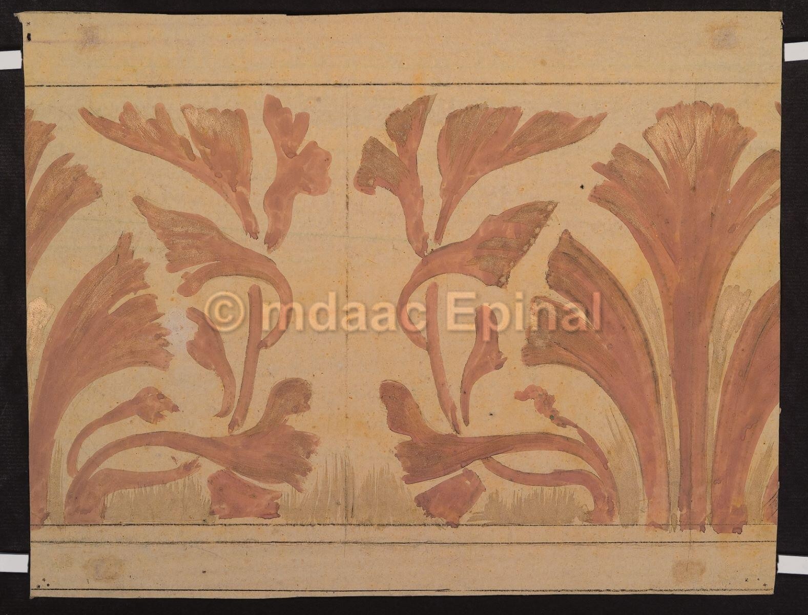 Etude de marguerites (recto) ; Frise de feuilles d'acanthe (verso)