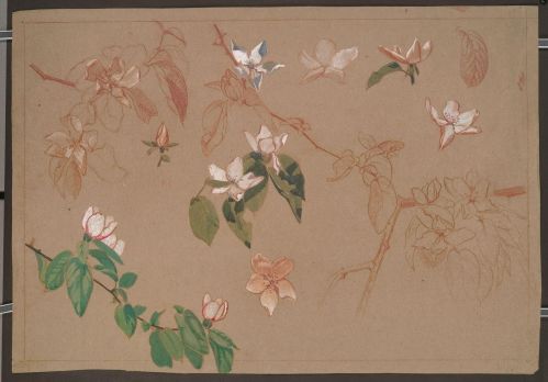 Etude de branches de pommier (recto) ; Etude de frise végétale (verso) ; © Illustria