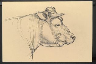 Etude de vache ; © Illustria