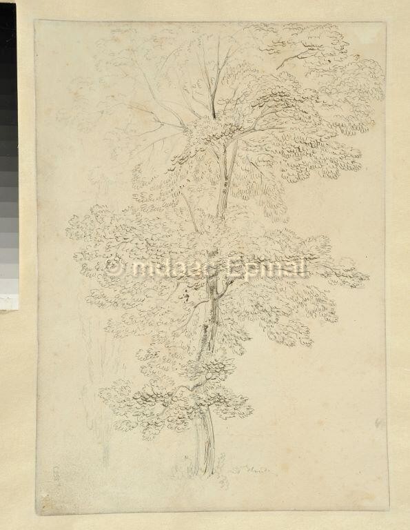 Vue générale du théâtre antique de Grand (recto) ; Etude d'arbre (verso)